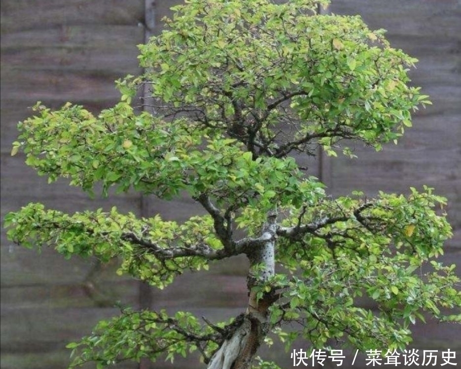 素材|野外5种常见的树,制作成盆景,美观大方,观赏价值高