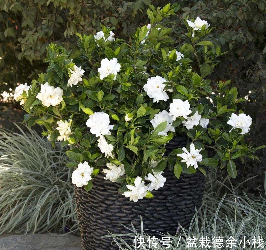 漂亮花|6种“漂亮花”，天天被人爱，家里养一盆，365天轮流开