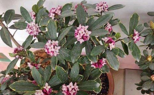 盆栽金边瑞香，怎么催花？如何把控好管理细节？答案就在这！