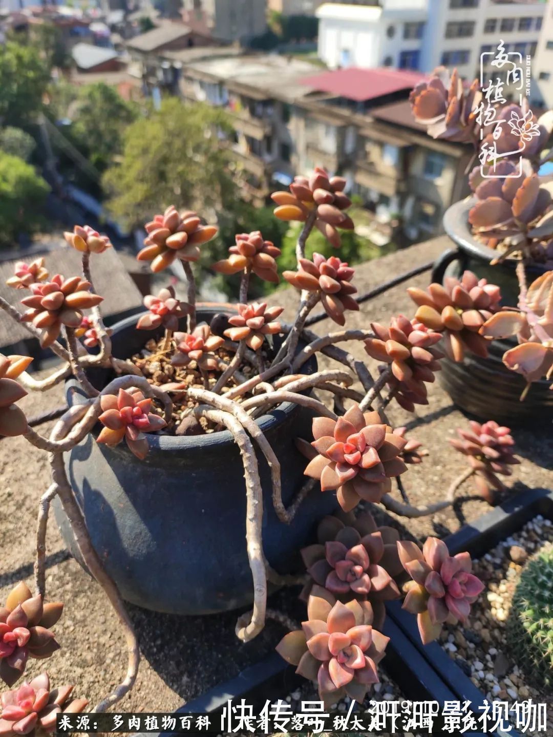 长势|为提升免疫力而养多肉植物，养肉后，体弱的我身体越来越好！