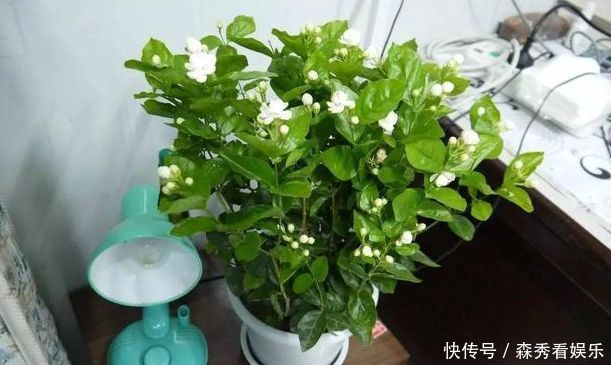 技巧|茉莉花养成“老桩”,1次开花上百朵,满园花香,技巧有4个