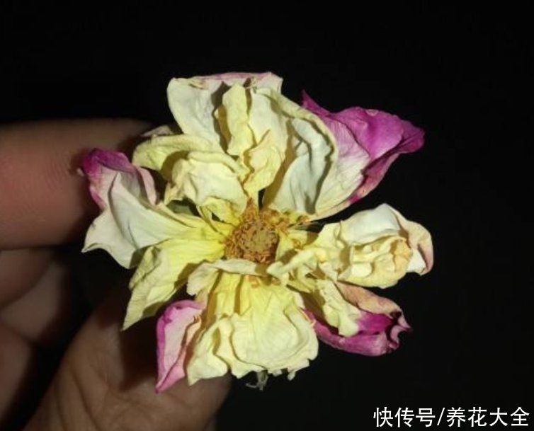 花材|鲜花做成干花，颜色质感有特点，还可以放在家中点缀