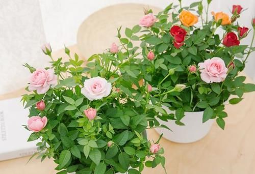 养花：新手用这5样“水”浇花，盆盆都能长得叶片油亮