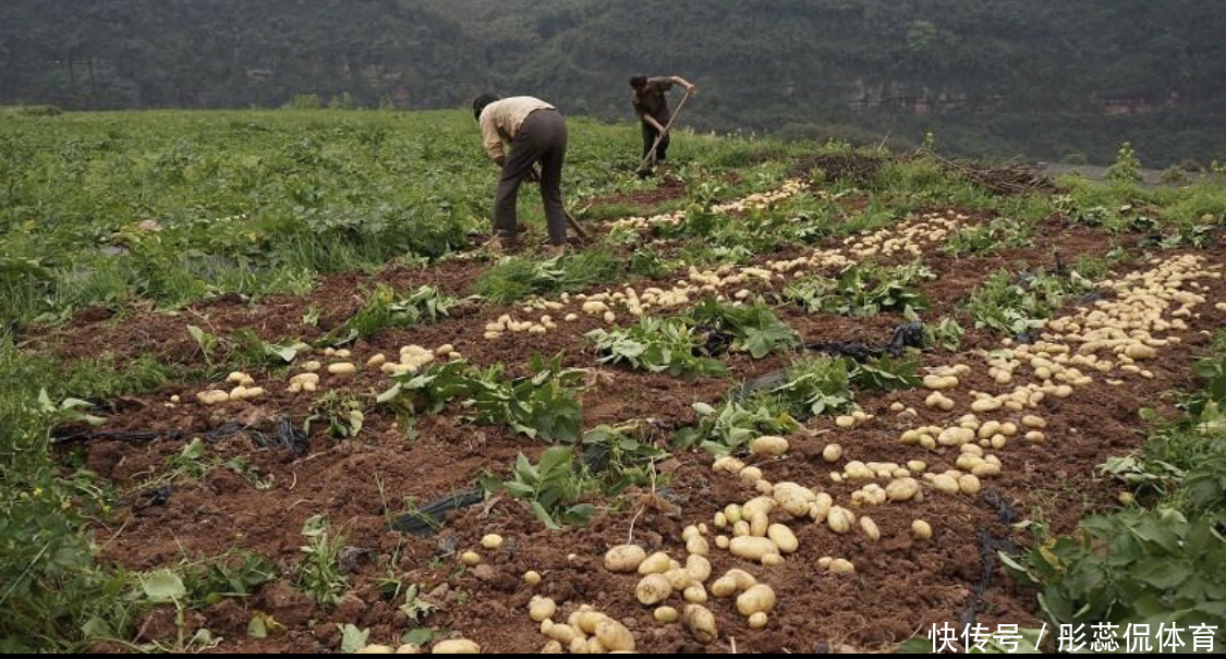 土豆|每天晚上吃1个胜吃10个苹果!降脂、降压、控血糖~全家都爱吃!