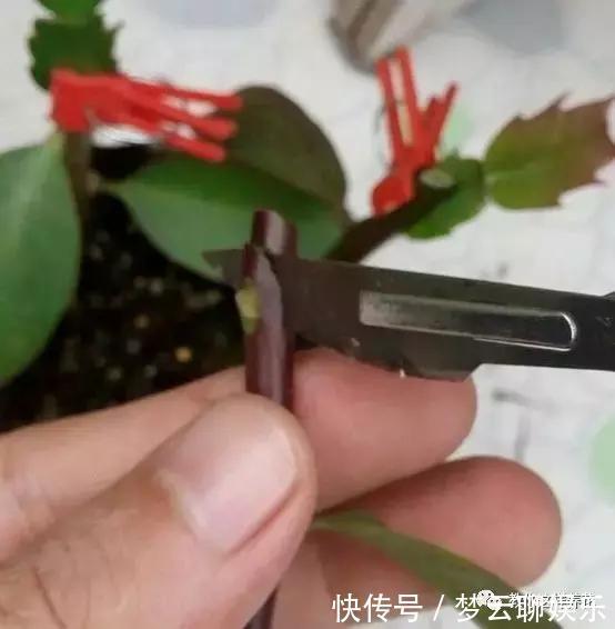 蟹爪兰用它嫁接2米高,一学就会,花量暴增还