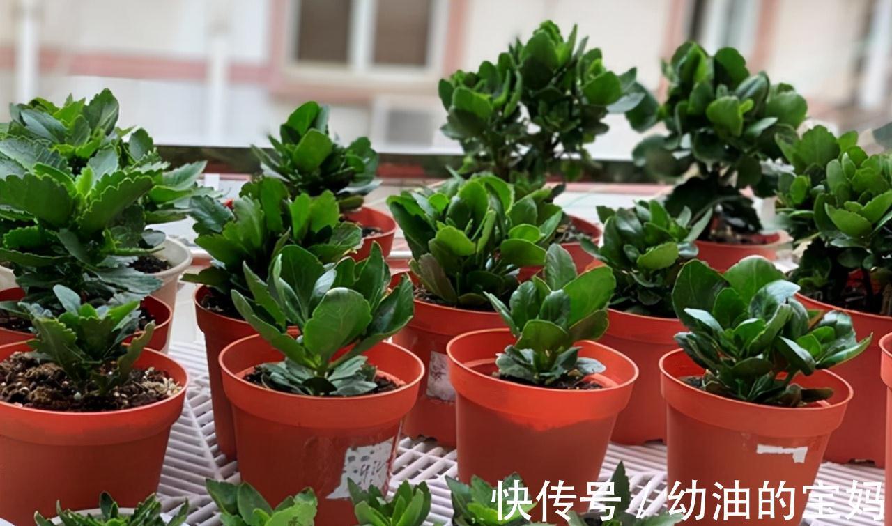 这三种花是“醋坛子”,每周灌一次“酸”水,冰雪天也能绽放群花