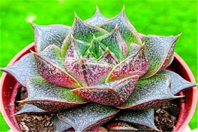 好养又好看的多肉大和锦,学会这“3招”,枝叶茁壮,绚烂多姿