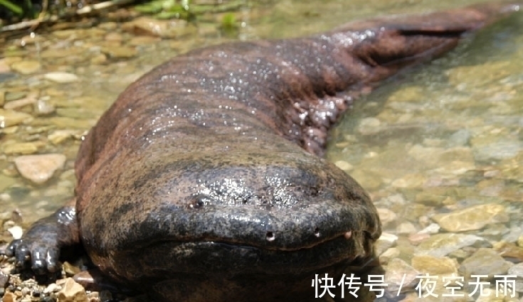 地宫!《史记》说秦始皇陵内,有人鱼膏点燃的长明灯,人鱼膏是什么?