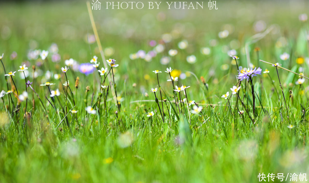 祁连山草原|端午去哪儿玩？若诗若画若尔盖，草原上的花已开好等你来赏