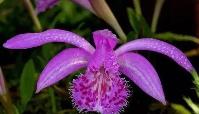 石斛兰|最全的兰花大鉴赏,看看你都见过几种兰花!