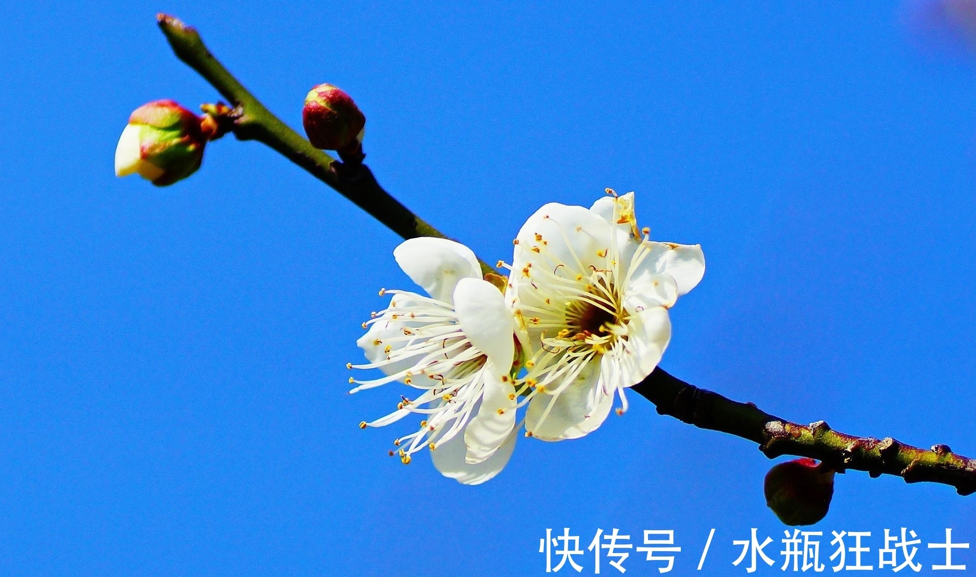 柳宗元@寒冬早梅诗四首,一树寒梅白玉条,疑是经冬雪未销