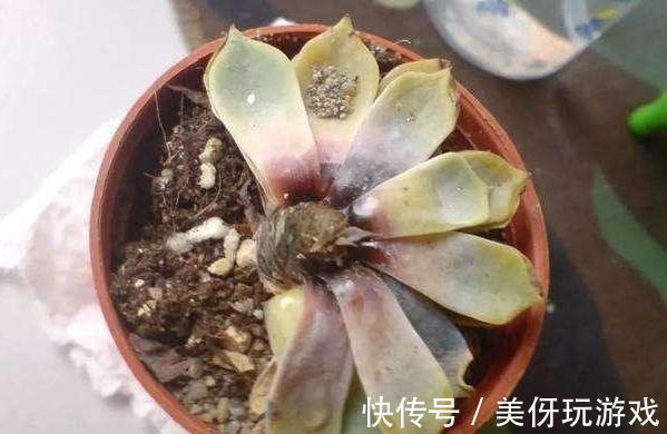 多肉易烂根,只需3招轻松解决,掌握3个浇水技巧,不烂根