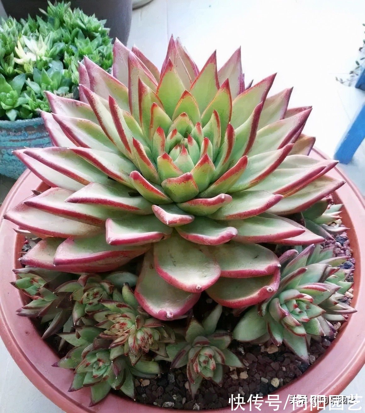 10种多肉最怕水，水多了就“烂根”，养多肉千万不能“手勤”