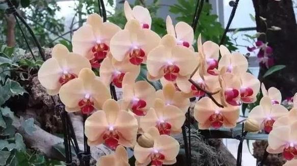 年宵花蝴蝶兰到手后怎么养?做好这6点,赏花无忧