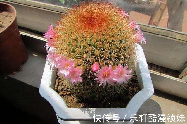 8种“洋气花”，天冷别喷水，不然黄叶、掉花苞，越养越难看