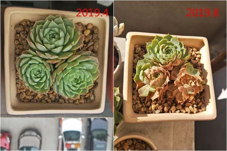 每次的剁手都是忍无可忍，无需再忍！买买买！静待肉美！