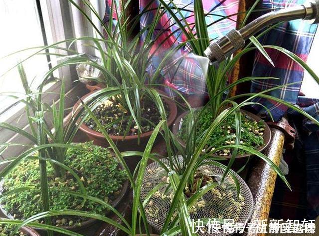 浇水|掌握室内养兰“6要素”，再难养的兰花也不烂根，长势好年年开花