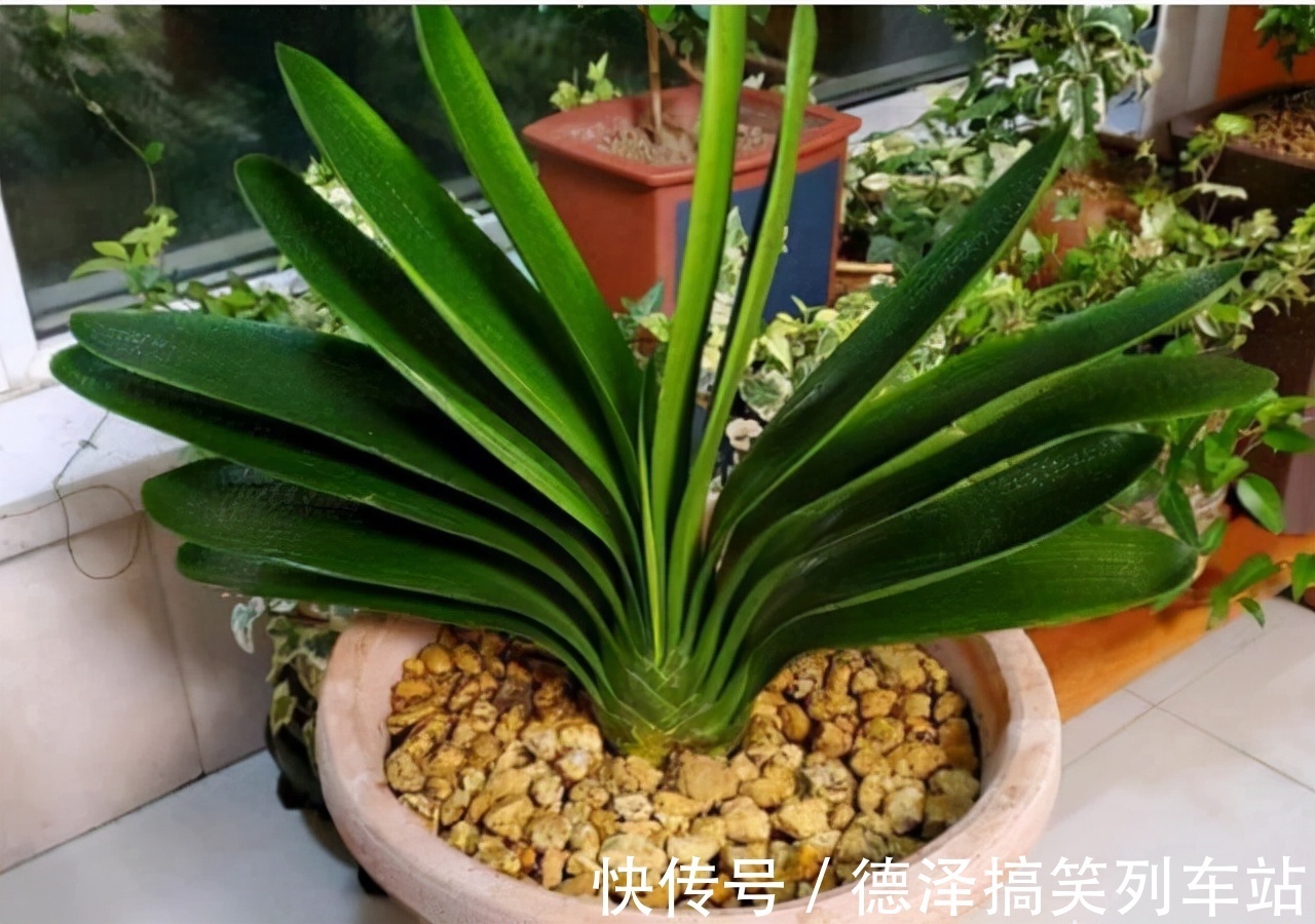 虎皮兰|九大“健康花”,建议大家养一盆,干净漂亮又吉祥