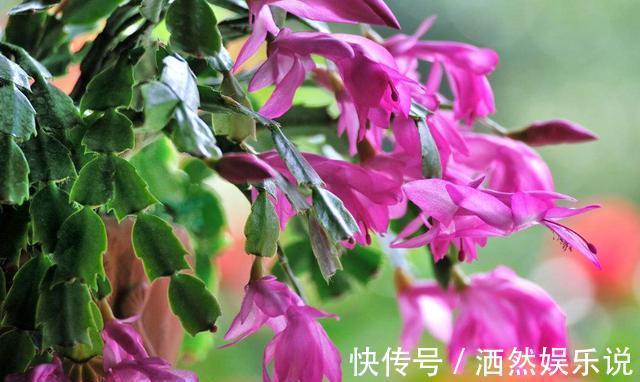 用这种“土”养蟹爪兰，不花钱，养分足，叶片肥厚，开花棒！