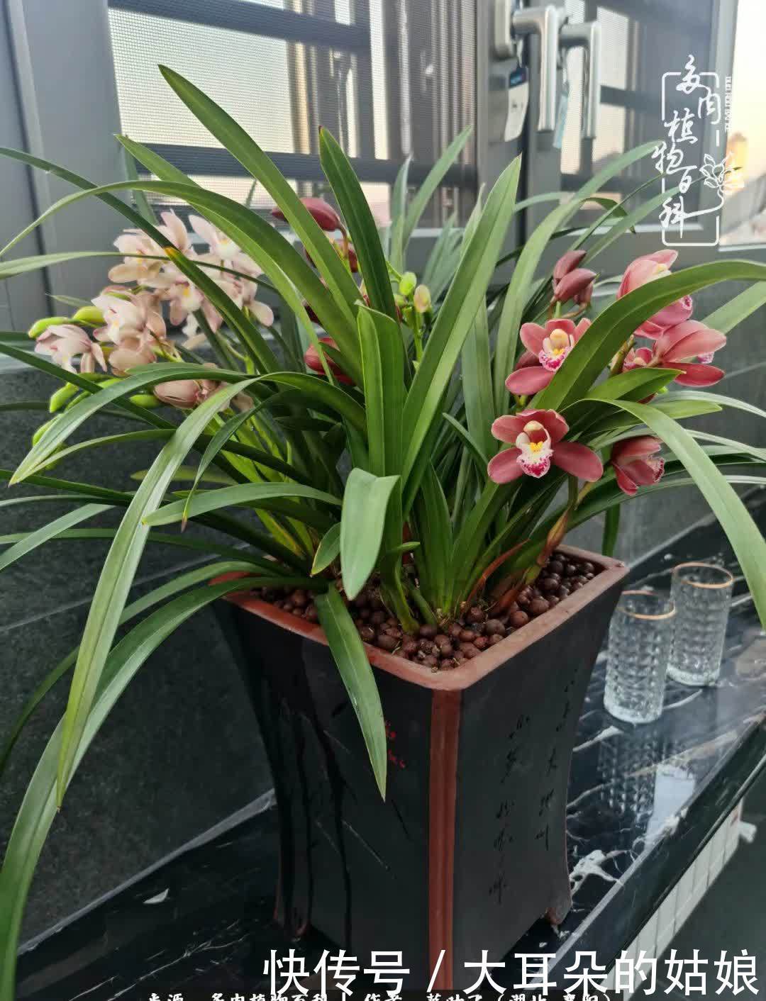 春暖花开,万物复苏,多肉迎来最美时光!