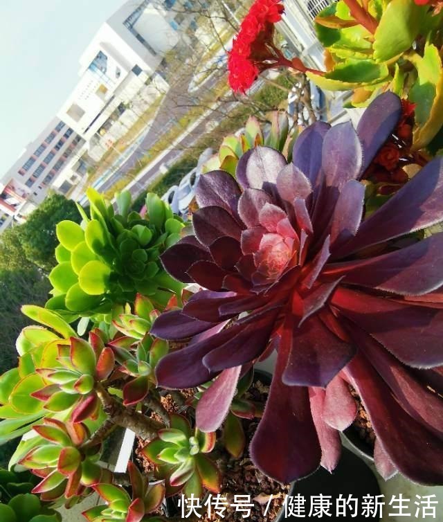 春天养多肉,半个月就变成“胖墩子”,叶子又肥又圆!