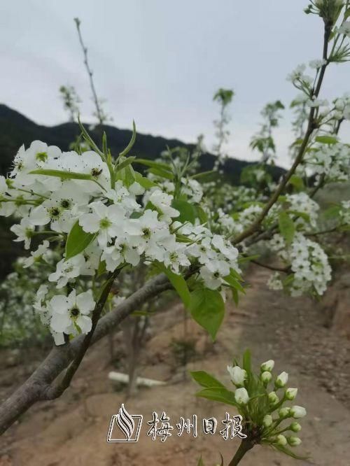 西河：梨花绽放春色满园