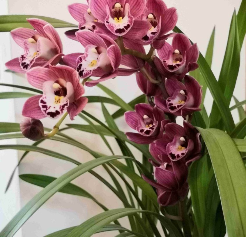 洋兰花|养兰花不如养这种花，花大如拳头，碾压其它年宵花