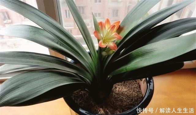 苏大爷养“君子兰”年年去公园找1种“土”,他说既便宜又肥沃!