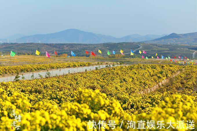 菊花|秋季来山东泰安，这里有绝美的菊花，充满诗意，还吸引了众多网红