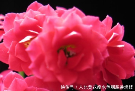 谁说懒人不能养花这三种既耐旱又耐晒,新手都能轻松养爆满盆