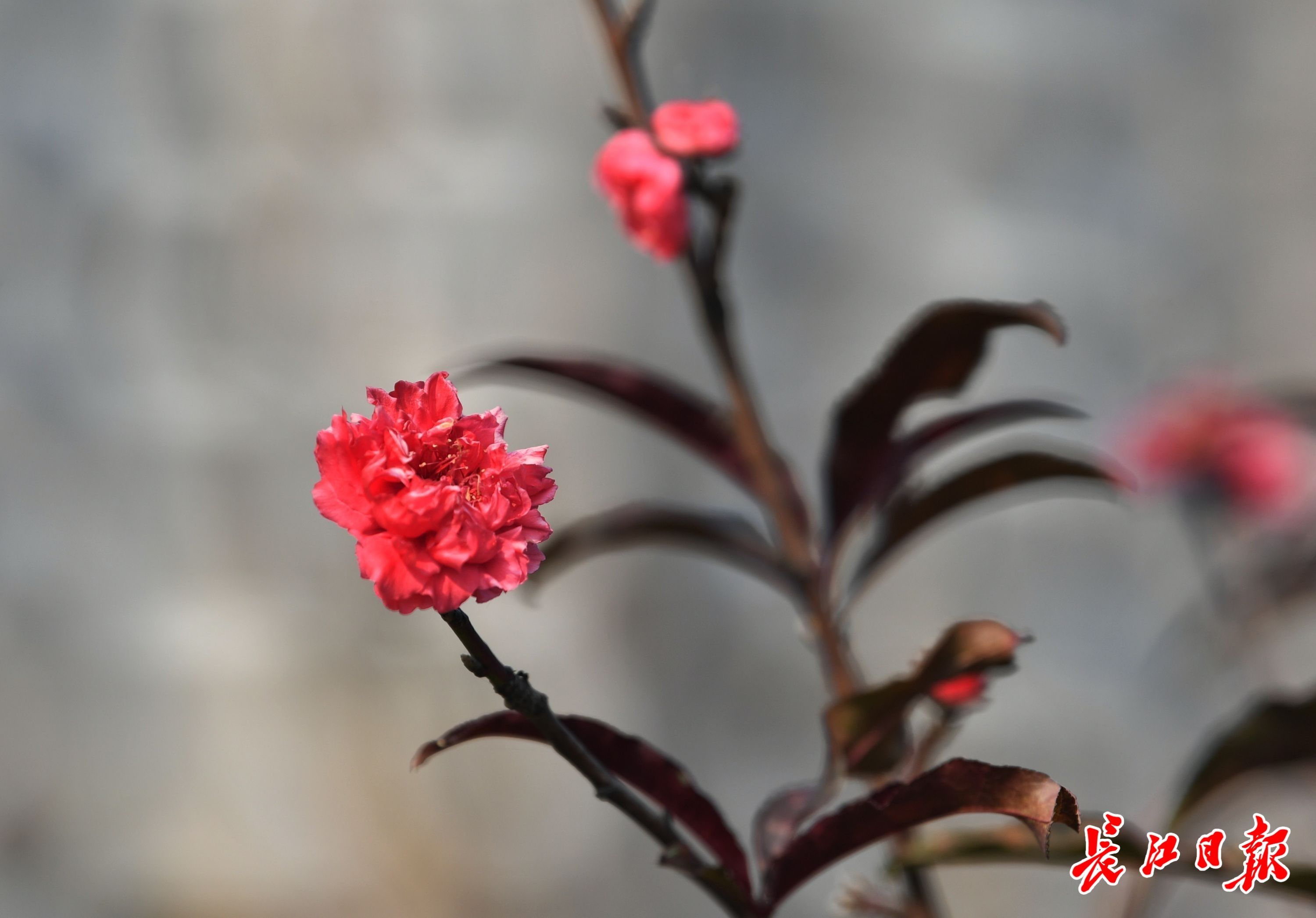 樱花|桃花、樱花、梅花齐开放？专家这样说