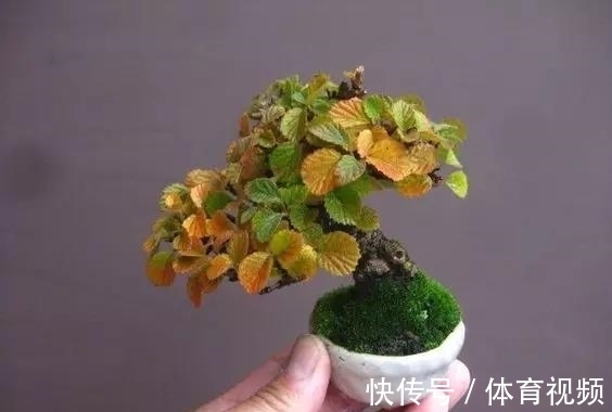 黄杨|微型盆景越来越受欢迎,这里是它们的“集中营”,都是你想知道的