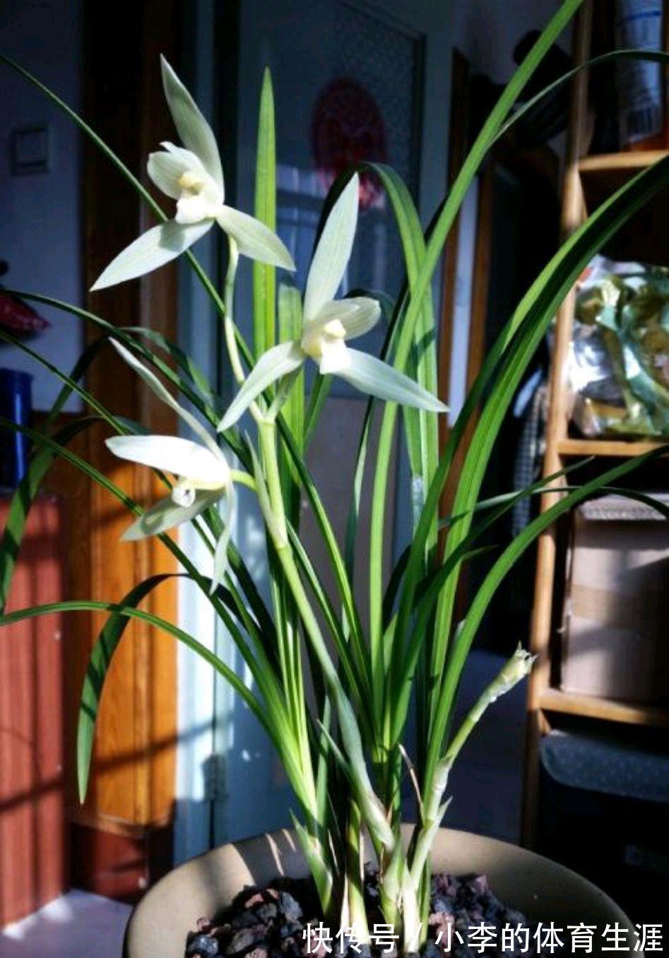 秋养花,就养这四种,大气优雅不久就开花