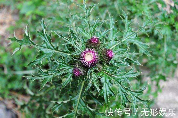 大蓟|农村常见的一种野草,曾经被农民当做杂草除掉,竟是名贵的药材