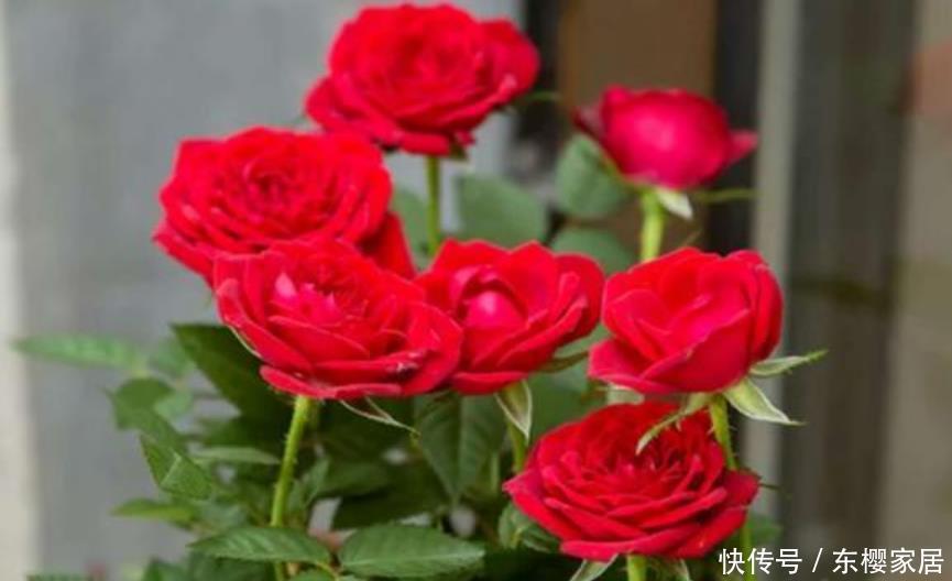 4种花是花卉中的佼佼者，花朵硕大、一盆开花100朵，天天能赏花