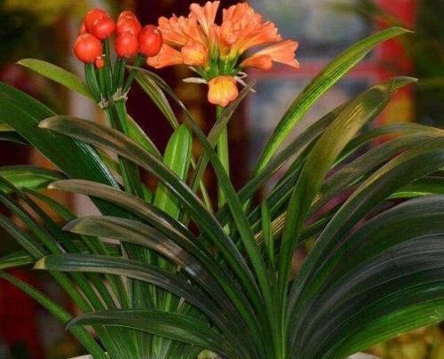 君子兰什么时候换盆好?掐准时间,“憋”满花芽