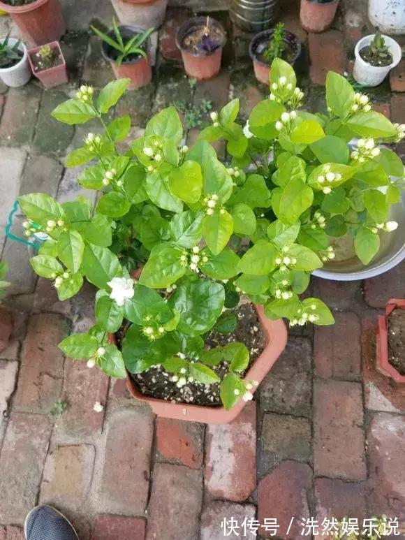 孕蕾|5种花爱晒太阳，越晒花越多，很快就能爆盆！