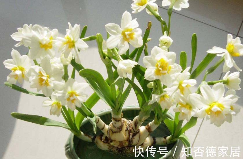 盘点|盘点十款有毒花，再喜欢也别养在家里，你家养过几种？