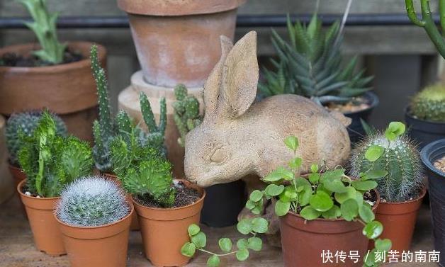 如何养好“多肉”免费教你一招“多肉”养殖技术