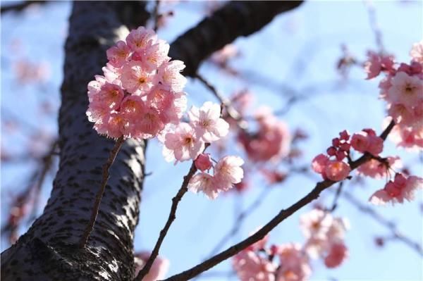 早春除了梅花樱花还有啥 这份赏花攻略了解一下