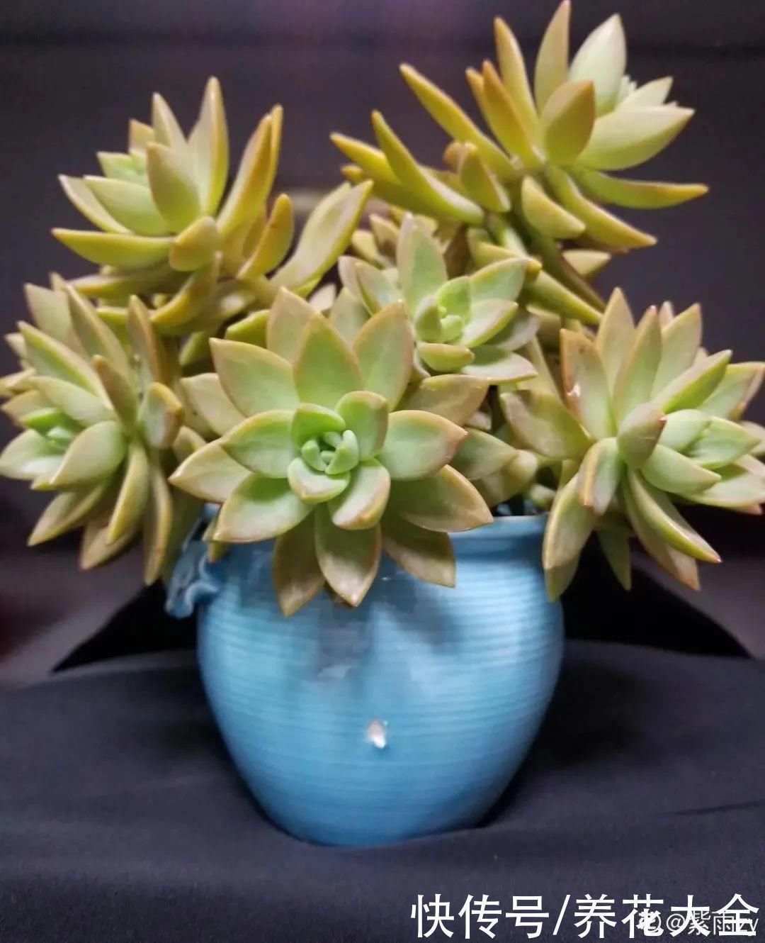 9种花,夏天休眠了,一定少浇水,否则越浇越死