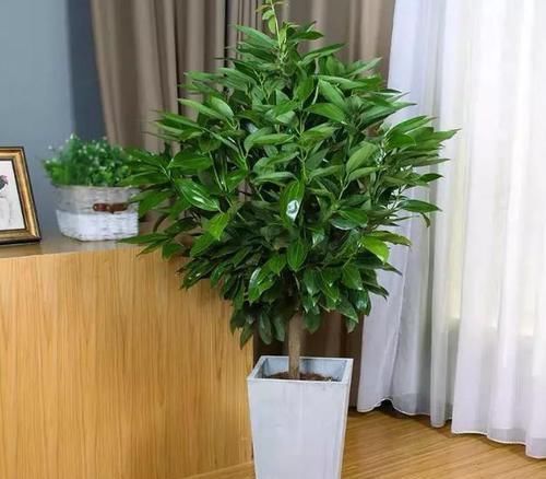 马铃薯|泡过土豆丝的水,别着急倒掉!拿来浇花,一年能省不少钱