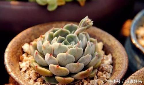 叶子|养多肉植物,做到此3点,叶子圆润如珍珠,色似糖果五颜六色