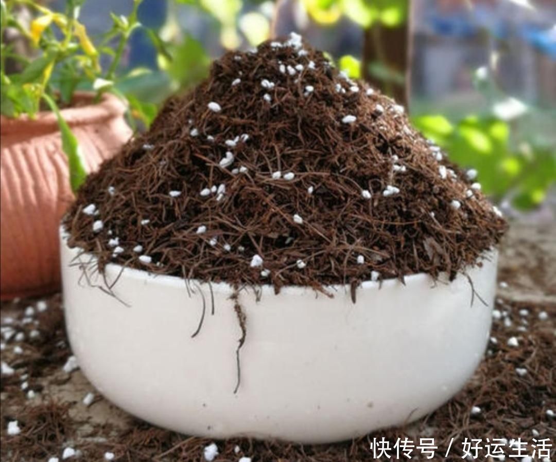 家中养花,盆土容易结板,掺入4种“材料”,松软透气养分丰富
