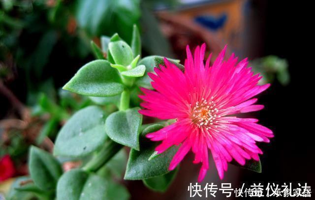 家里养花就养它，扔个枝条就生芽，长出大盆的菜，开出满满的花