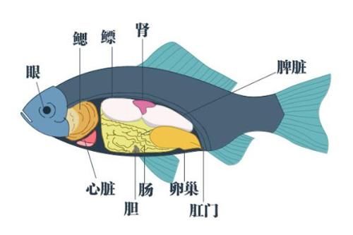 中年|吃了这道菜器官衰竭住进ICU！医生提醒：吃鸡鸭鱼要注意这些细节