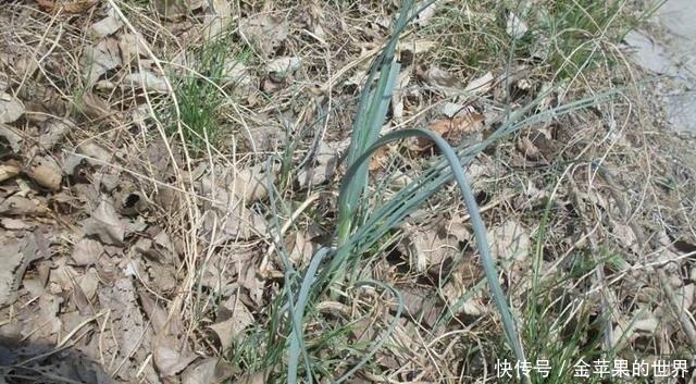 野草|人称“野藠头”，价值珍贵，却被连根挖起，希望今后不会，多谢！