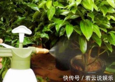 自来水|用2种“过期药”,泡水去浇花,土壤几年不板结,养啥都旺!
