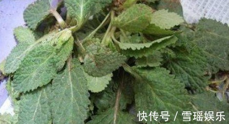 几种野菜润肠减肥,清热解毒,而且对便秘有