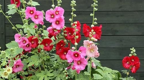  种花|最惹人怜爱的3种花，四季花开，又美又香，种植容易，两广也能养